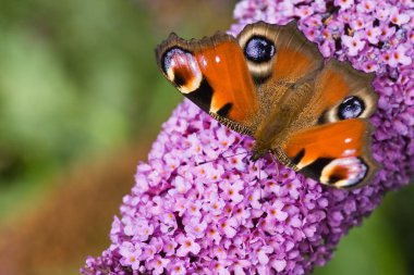 Colorful Peacock getting nectar from pink butterfly bush clipart