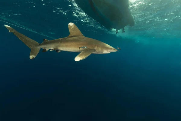 海洋白鳍鲨 埃尔菲内斯通红海的卡查希努斯龙吉马努斯 — 图库照片