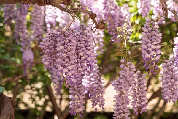 Fiori Glicine Viola Fioriscono Una Vite Giardino Botanico Primavera — Foto Stock