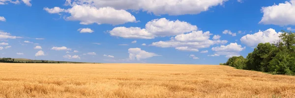 Wheat Field Background Blue Sky Panorama Multiple Images — Stock Photo, Image