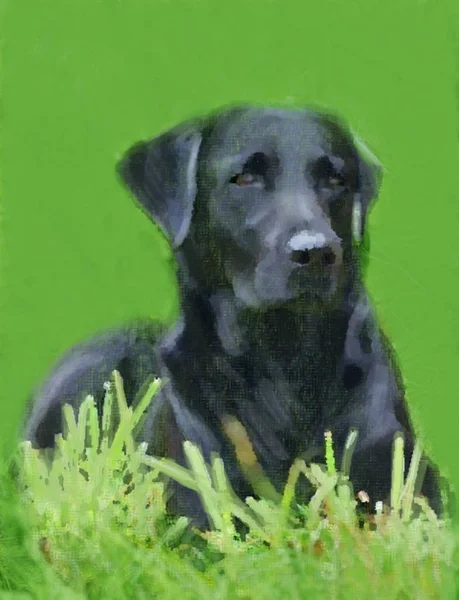 oil painting portrait of hunting black labrador in summer