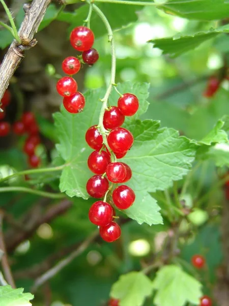 Röda Vinbär Med Gröna Blad — Stockfoto