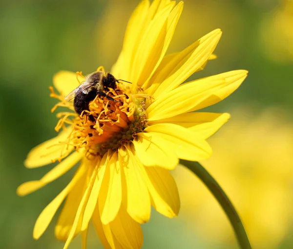 Ich Beobachtete Diese Biene Für Einige Minuten Bevor Sie Nah — Stockfoto