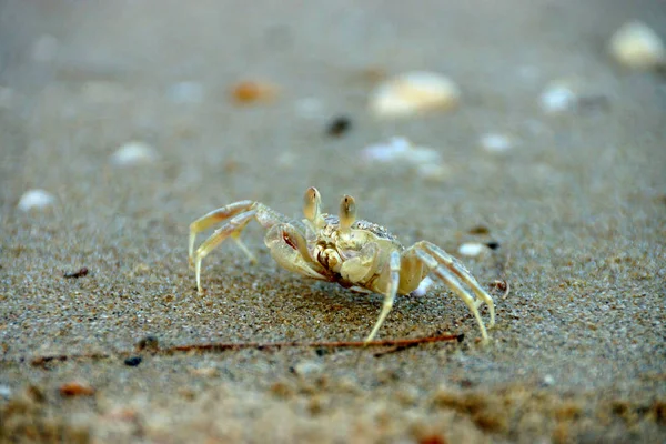 Krabbor Stranden — Stockfoto