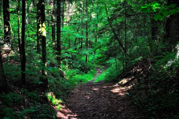 Les Rayons Soleil Sur Route Dans Forêt Sombre — Photo