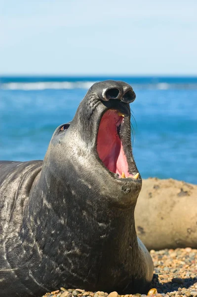 Olifant Zegel Kust Van Peninsula Valdes Patagonië Argentinië — Stockfoto