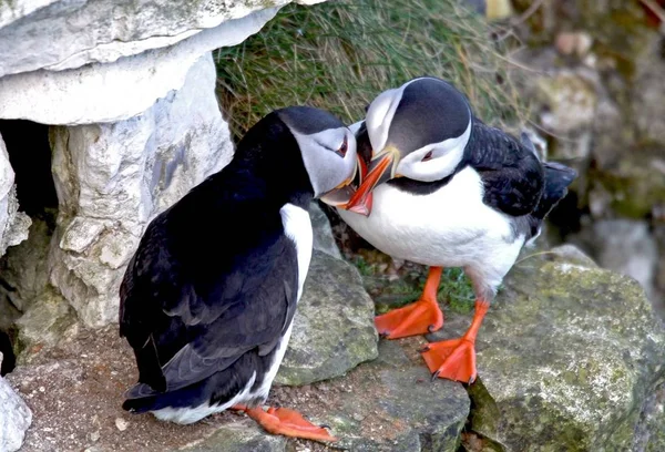 Fechar Dois Puffin Carinhoso Pássaros Mar Beijando — Fotografia de Stock