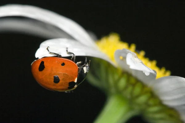 Hermosa Mariquita Planta Sobre Fondo Cerca — Foto de Stock