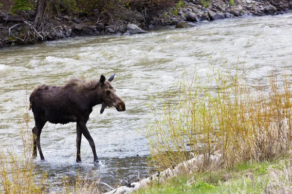 Unga Älgsteg Från Floden Som Löper Utanför East Gate Yellowstone — Stockfoto