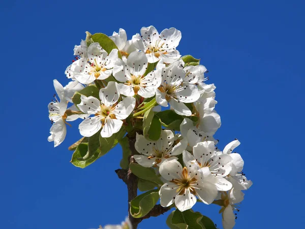 Красивый Белый Цветок Фруктов Весной — стоковое фото