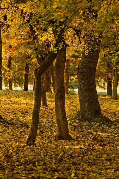 Güzel Renkler Sonbahar Manzara Orman — Stok fotoğraf