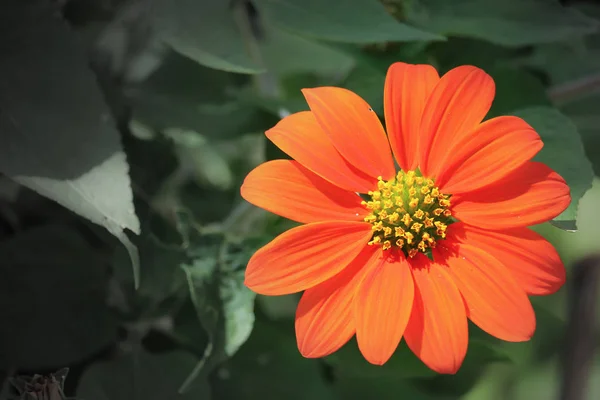 Gros Plan Fleur Soleil Orange Avec Fond Feuille Verte — Photo