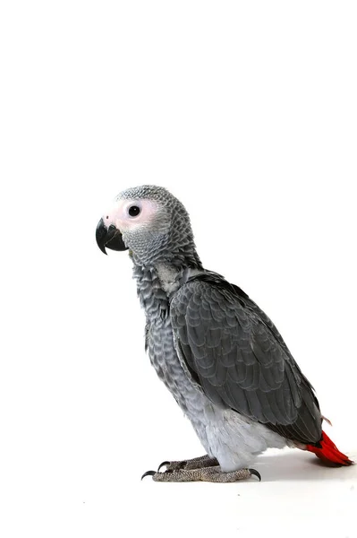 Papagaio Conto Vermelho Isolado Branco — Fotografia de Stock