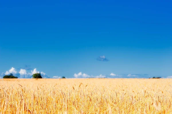 Panorama Trigo Prado Maduro Las Tierras Cultivo — Foto de Stock