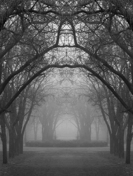 Straße Geheimnisvollem Nebelpark — Stockfoto
