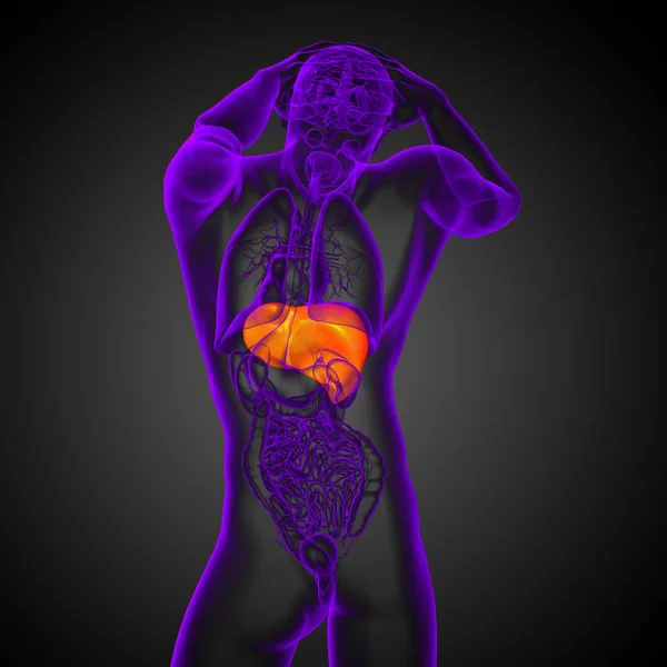 Візуалізація Медичної Ілюстрації Печінки Вид Спереду — стокове фото