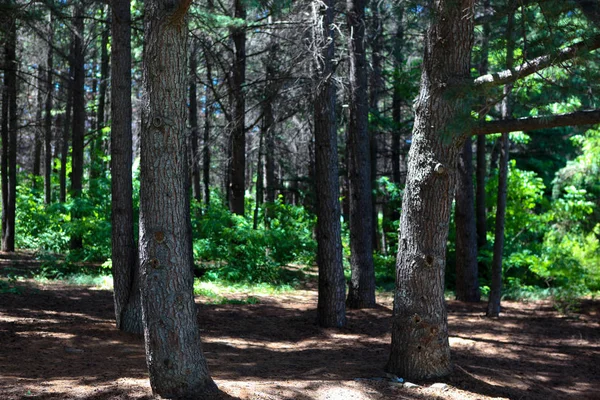 Bosque Verde Fondo Natural — Foto de Stock