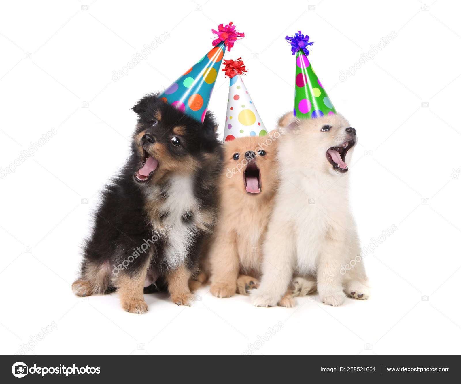 Happy Birthday Hunde Bilder