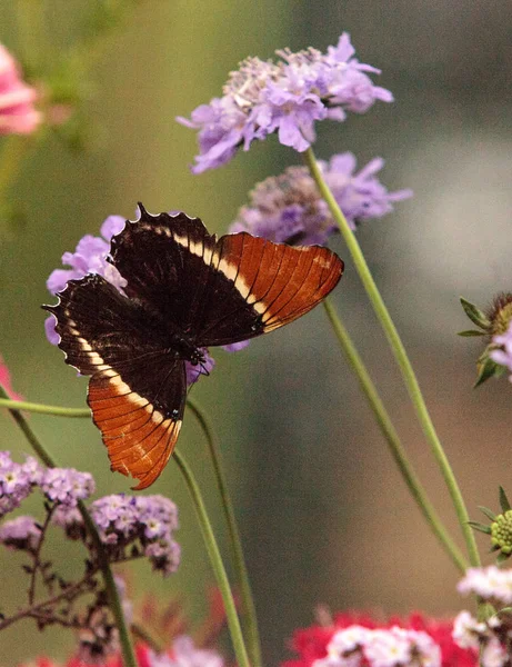 Mariposa Punta Oxidada Siproeta Epaphus Jardín Botánico Primavera — Foto de Stock