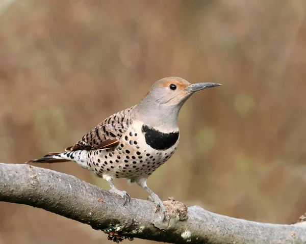 Northern Flicker Red Shafted Intergrade Female — Stock Photo, Image