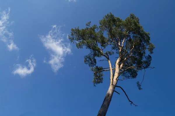 Vecchio Grande Albero Sfondo Colore Con Cielo Blu — Foto Stock