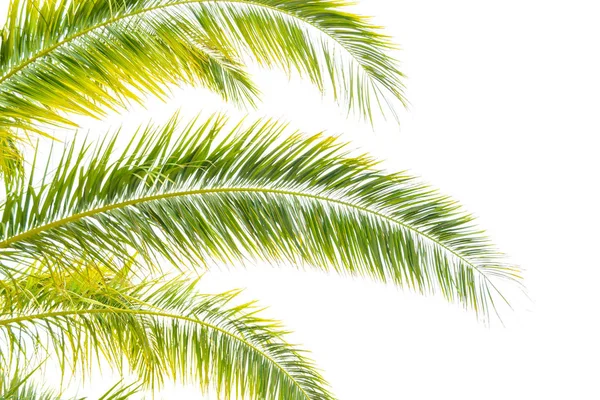 Hojas Palmera Fondo Brillante Del Cielo Concepto Vacaciones Verano —  Fotos de Stock