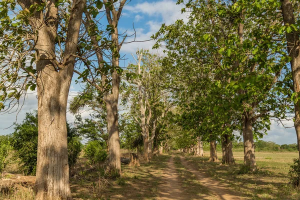 Árboles Plantados Lado Camino Tierra Que Corta Campo — Foto de Stock