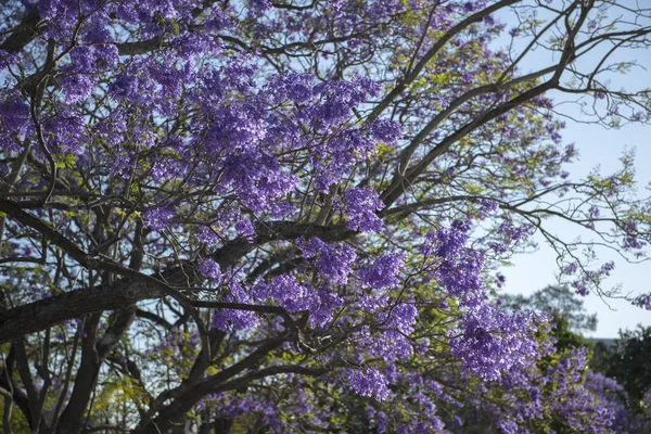 Beautiful deep purple coloured jacaranda tree in bloom in Brisbane, Queensland.