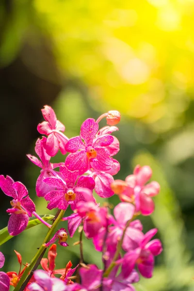 Background Image Colorful Flowers Background Nature — Stock Photo, Image