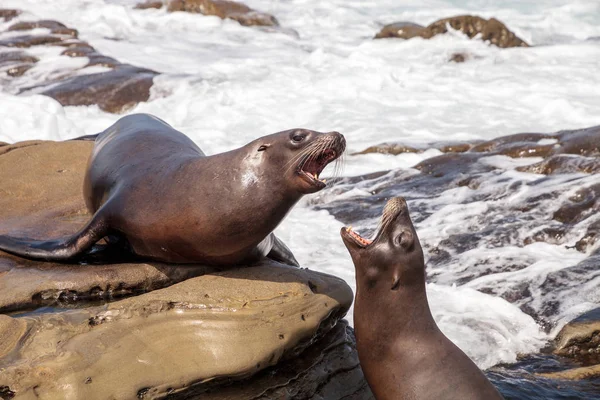 Arguing California sea lion Zalophus californianus shouting on the rocks of La Jolla Cove in Southern California