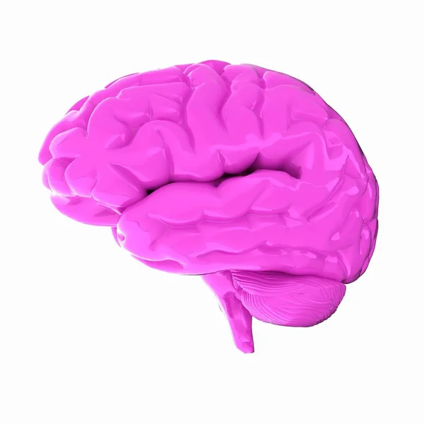 Ανθρώπινου Εγκεφάλου Λευκό — Φωτογραφία Αρχείου