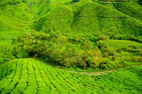 Plantaciones Cameron Highlands Malasia Colinas Verdes Paisaje — Foto de Stock