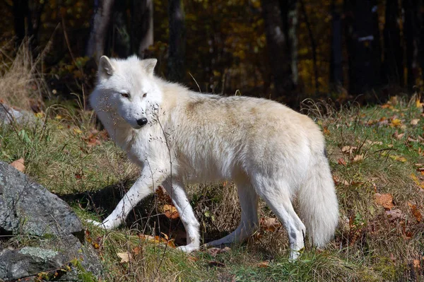 Arctic Wolf Majestic Forest Autumn — Stock Photo, Image