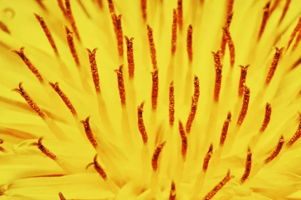 Primer Plano Del Diente León Amarillo Textura — Foto de Stock