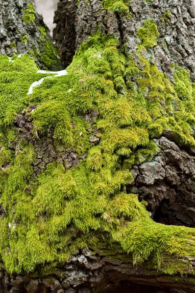 Bright Green Moss Anterocerofite Trunchiurile Copacilor — Fotografie, imagine de stoc