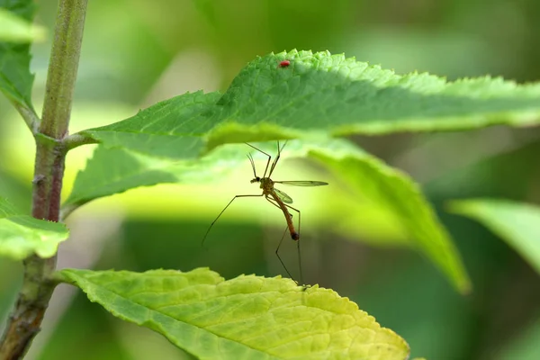 Crane Fly Tipulidae Luz Manhã — Fotografia de Stock