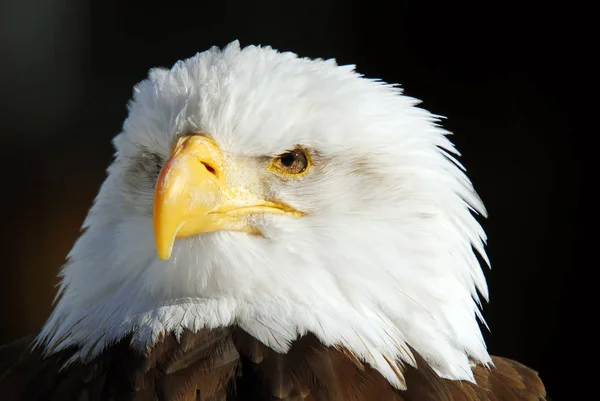 Imagen Cerca Águila Calva Americana —  Fotos de Stock