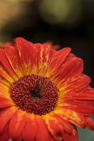 소박한 피크닉 테이블에 냄비에 주황색과 Gerbera 데이지 — 스톡 사진