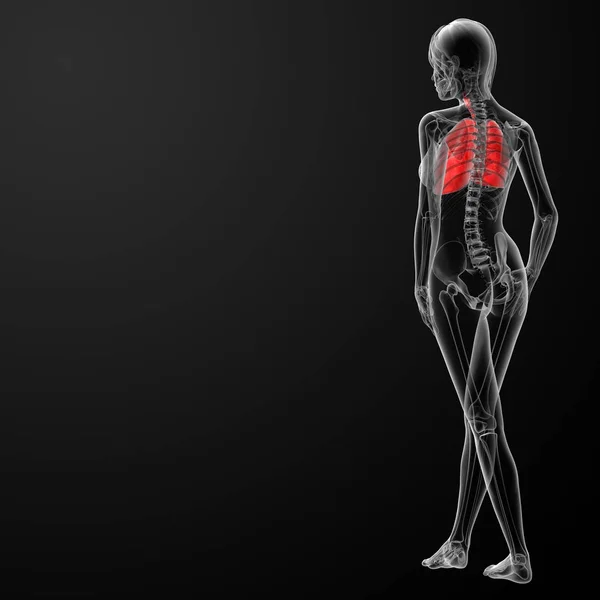 レンダリング女性呼吸器系の解剖学 背面図 — ストック写真