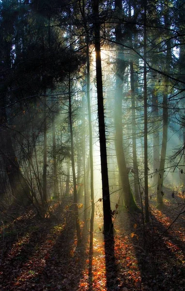 Красиві Ліси Різні Сезони — стокове фото