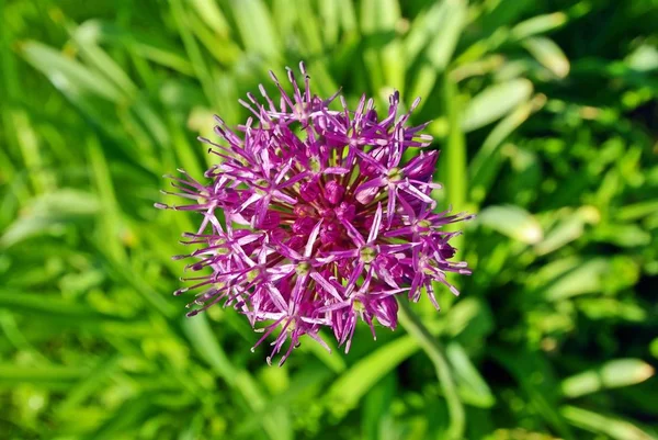 Cebolla Flor Jardín Primavera — Foto de Stock