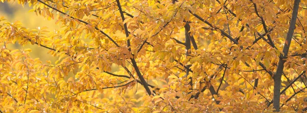 Naturhintergrund Mit Farbigen Blättern Natur Serie — Stockfoto