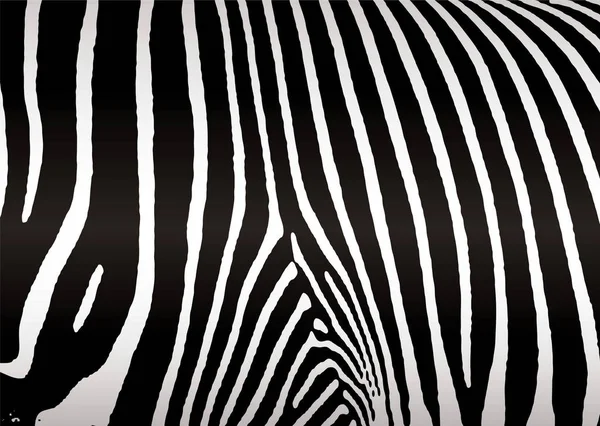 Black White Zebra Skin Hide Makes Ideal Background — Stock Photo, Image