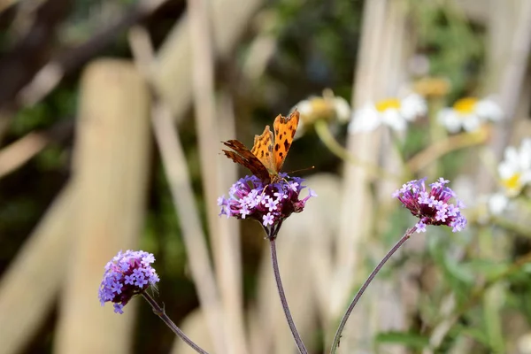 Vista Frontal Del Néctar Bebible Mariposa Coma Flores Verbena Púrpura —  Fotos de Stock