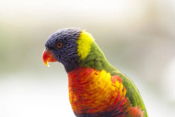 Oldalnézetből Egy Világos Színű Papagáj Közelről — Stock Fotó