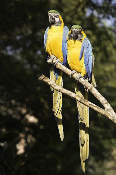 Kék Sárga Papagájok Egy Ágon — Stock Fotó