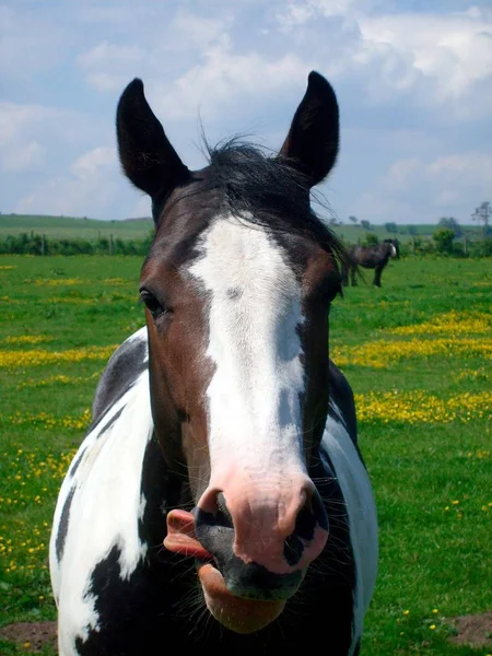 Πορτρέτο Του Αλόγου Στην Ύπαιθρο Γλείφει Χείλη Του Εθνικό Πάρκο — Φωτογραφία Αρχείου