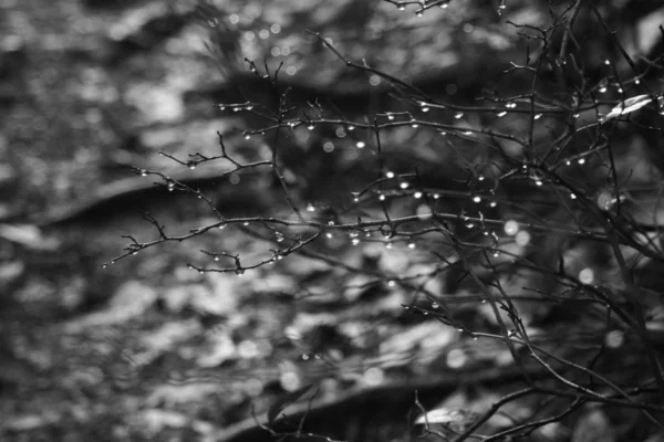 Uma Imagem Preto Branco Gotas Água Ramo Com Fundo Borrado — Fotografia de Stock