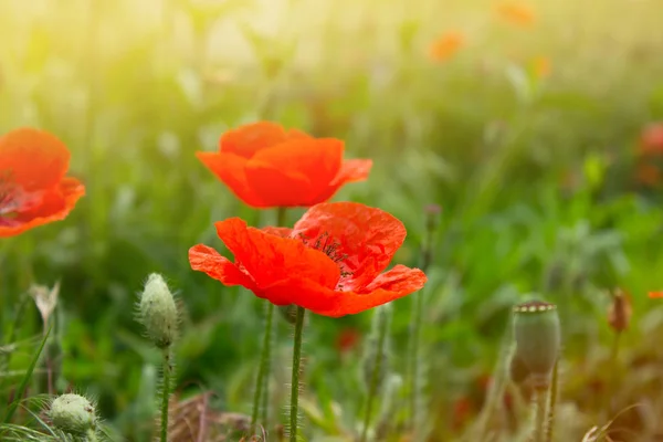 Röd Vallmo Gröna Ogräs Fältet Vallmo Blommor — Stockfoto