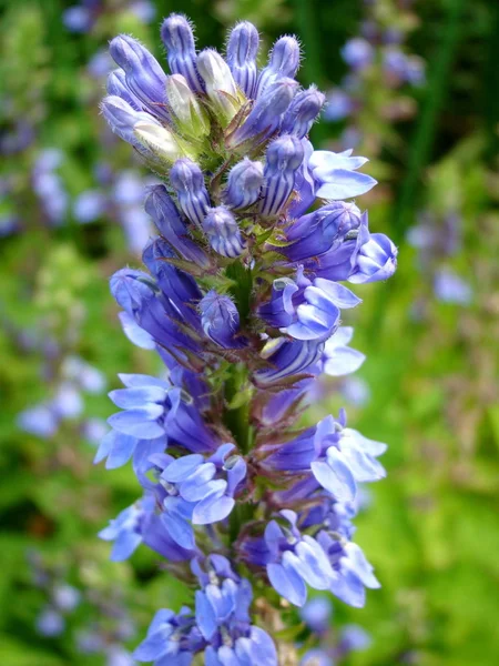 Flores Azuis Campo Perto — Fotografia de Stock